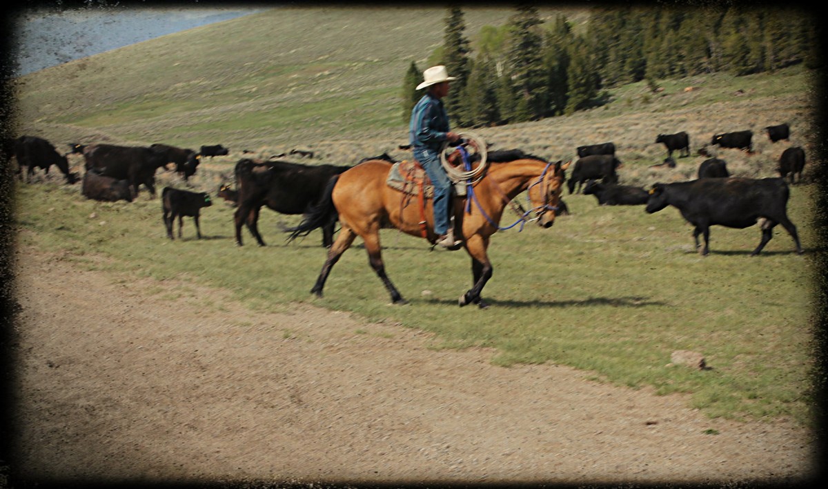 Dad Riding Donegal in Idaho Mountains