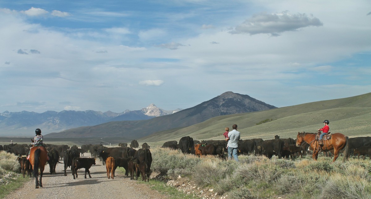 Cattle Drive in Idaho