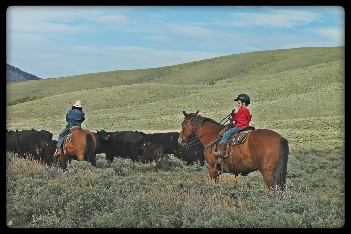 Mom and Charles Driving Cattle