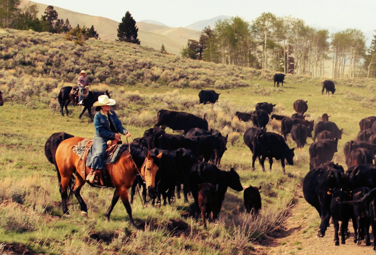 My Mom Driving Cattle on Chicory