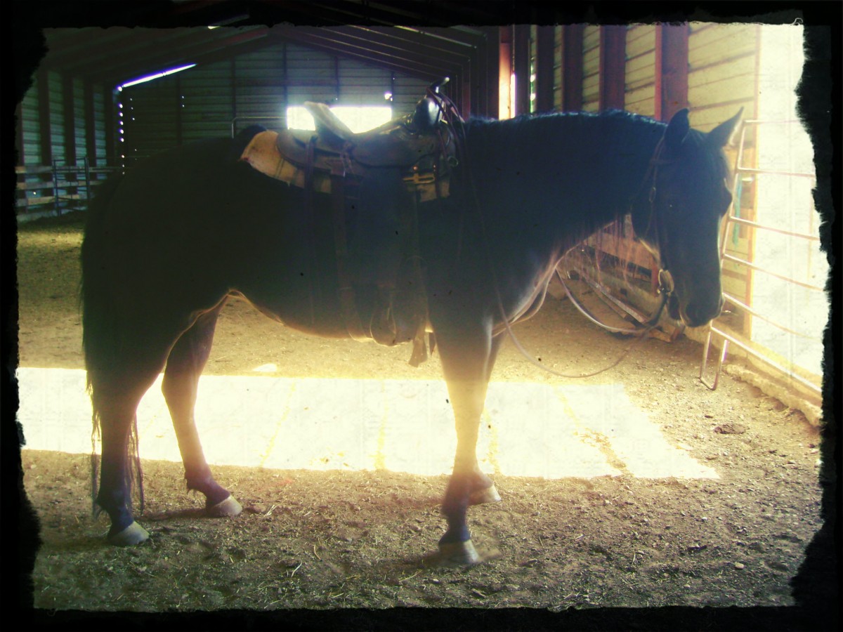 Saddling Stormy in the Barn