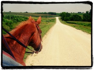 Horseback Riding In Summer