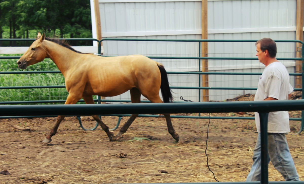 Horse Training With A Round Pen