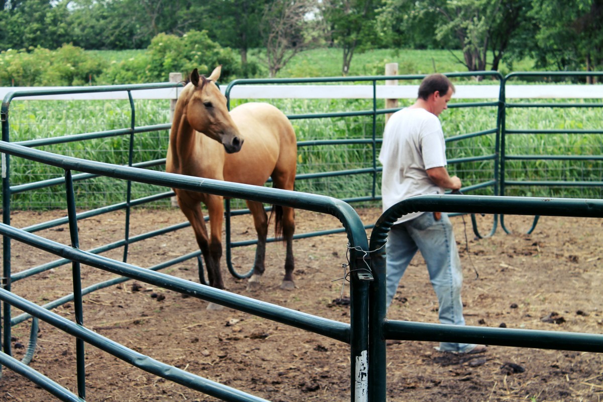 Training Colts in Round Pen