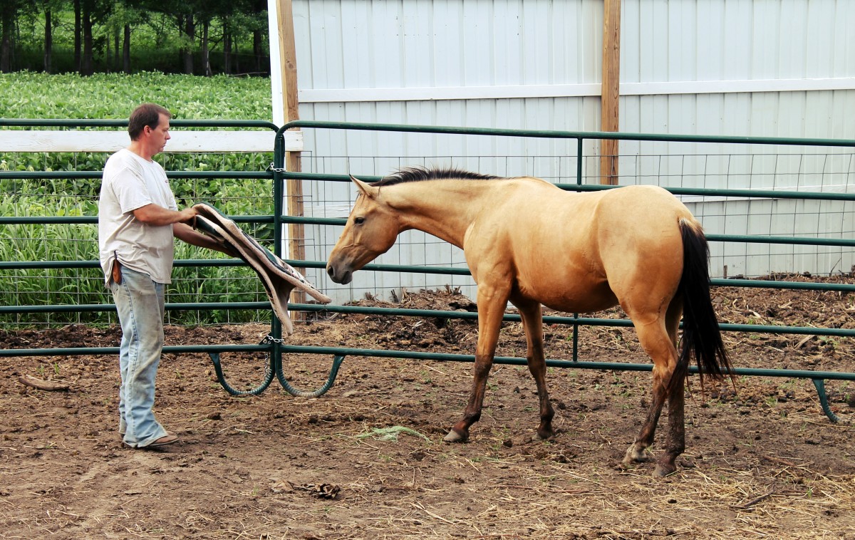 Introducing Saddle Pad to Colt for First Time