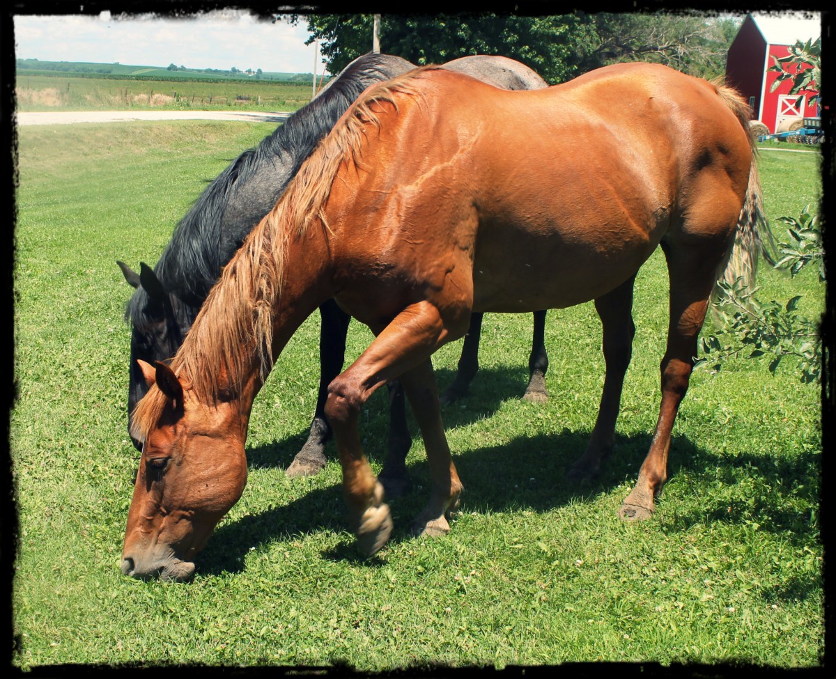 My Mare Daisy