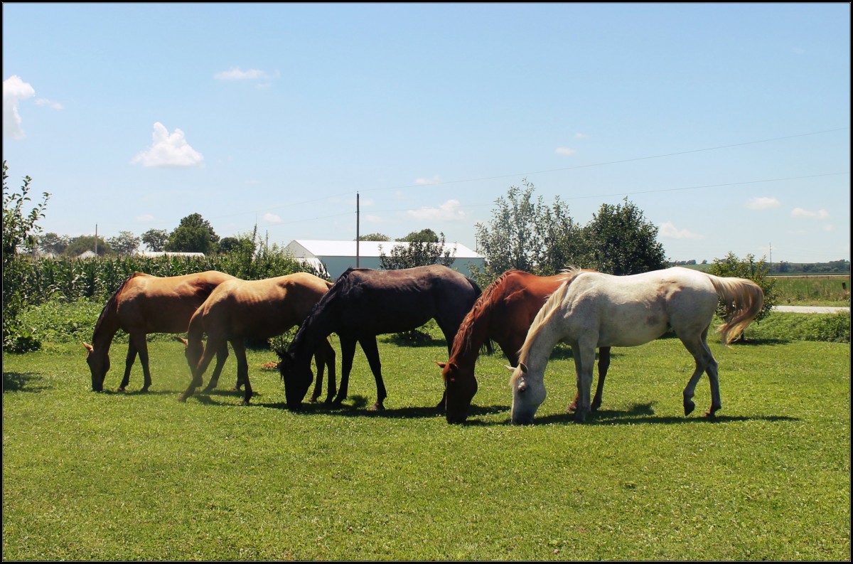 Our Horses Grazing
