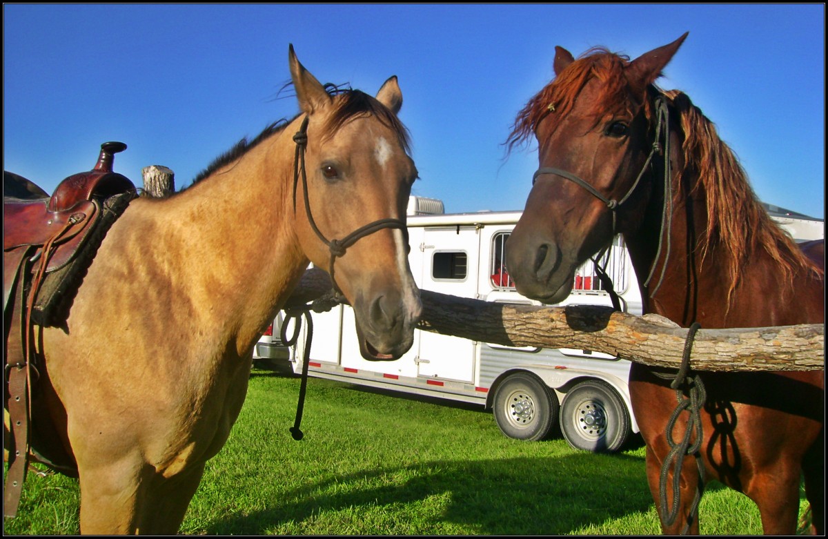 Penny and Ruby - Horse Friends