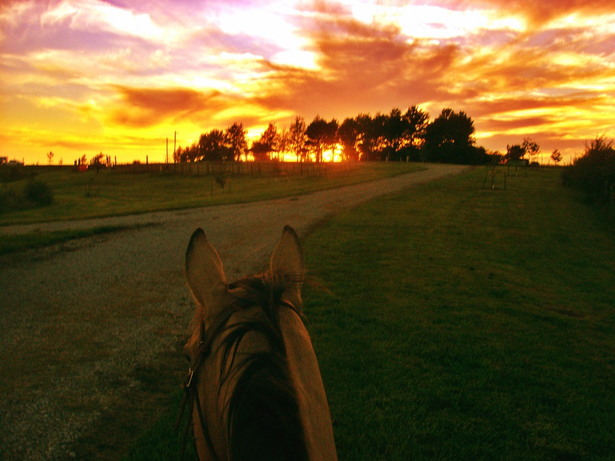 Riding Horses into the Sunset