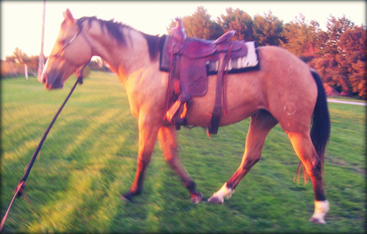 Lunging Penny Before Riding