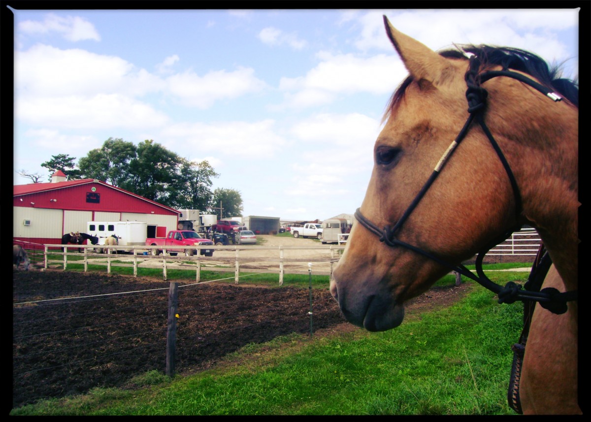 My Horse Penny at Kip Fladland Training Clinic