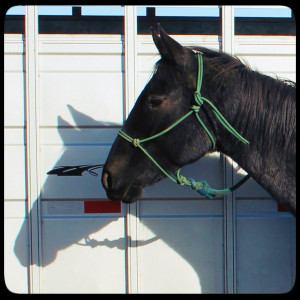 My Blue Roan Mare Bluebird