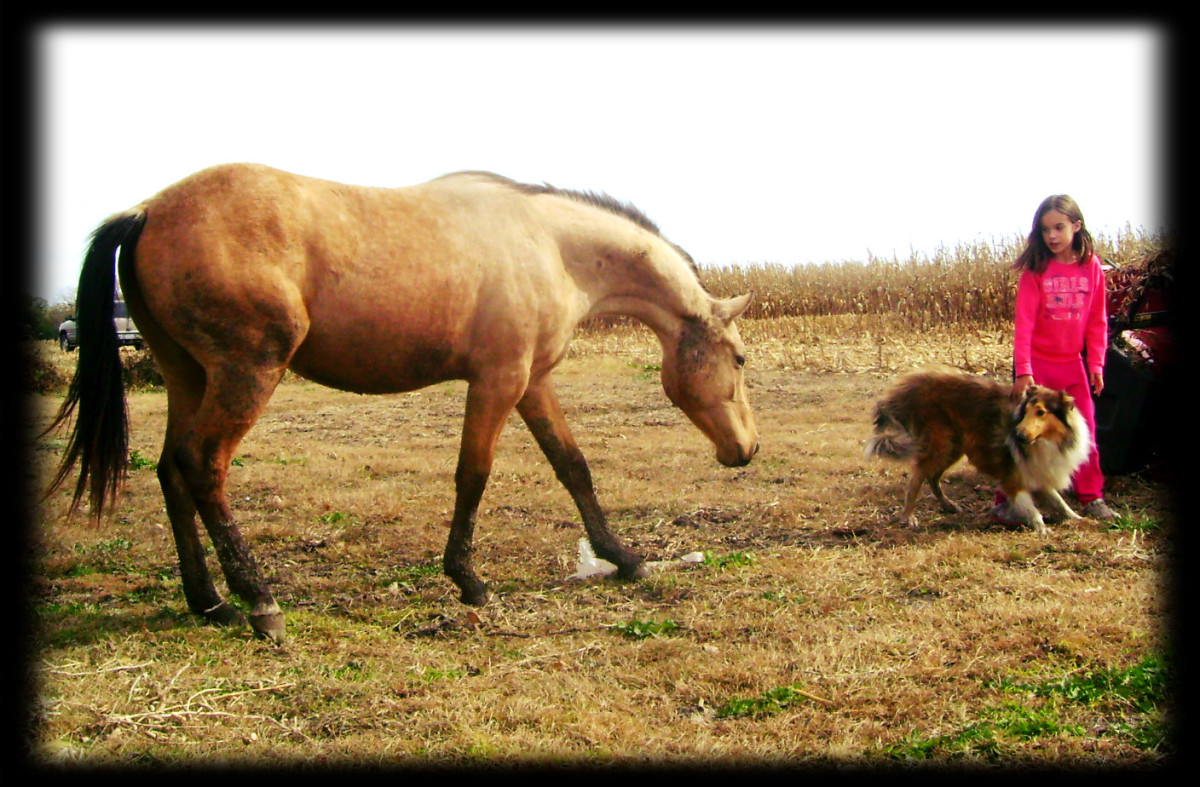 Our Buckskin Colt Chasing the Dog
