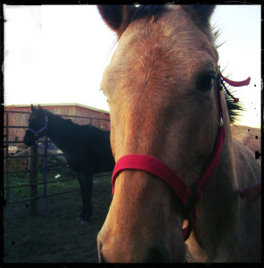 Young Horses In Training