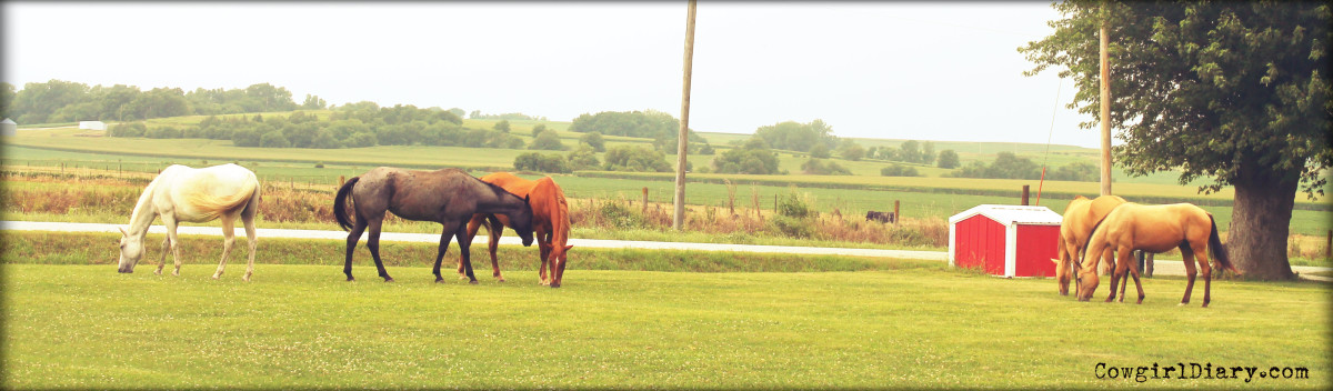 Our Horses in Summer