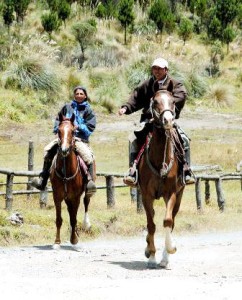 Safety Around Horses