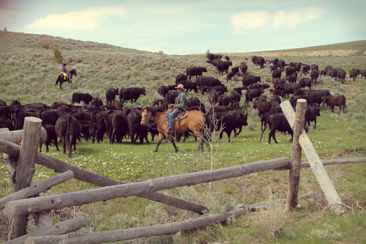 Cattle Drive in Idaho