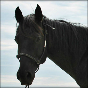 Blue Roan Hancock Mare