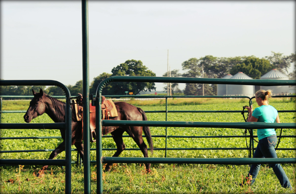 Longing A Horse In Round Pen