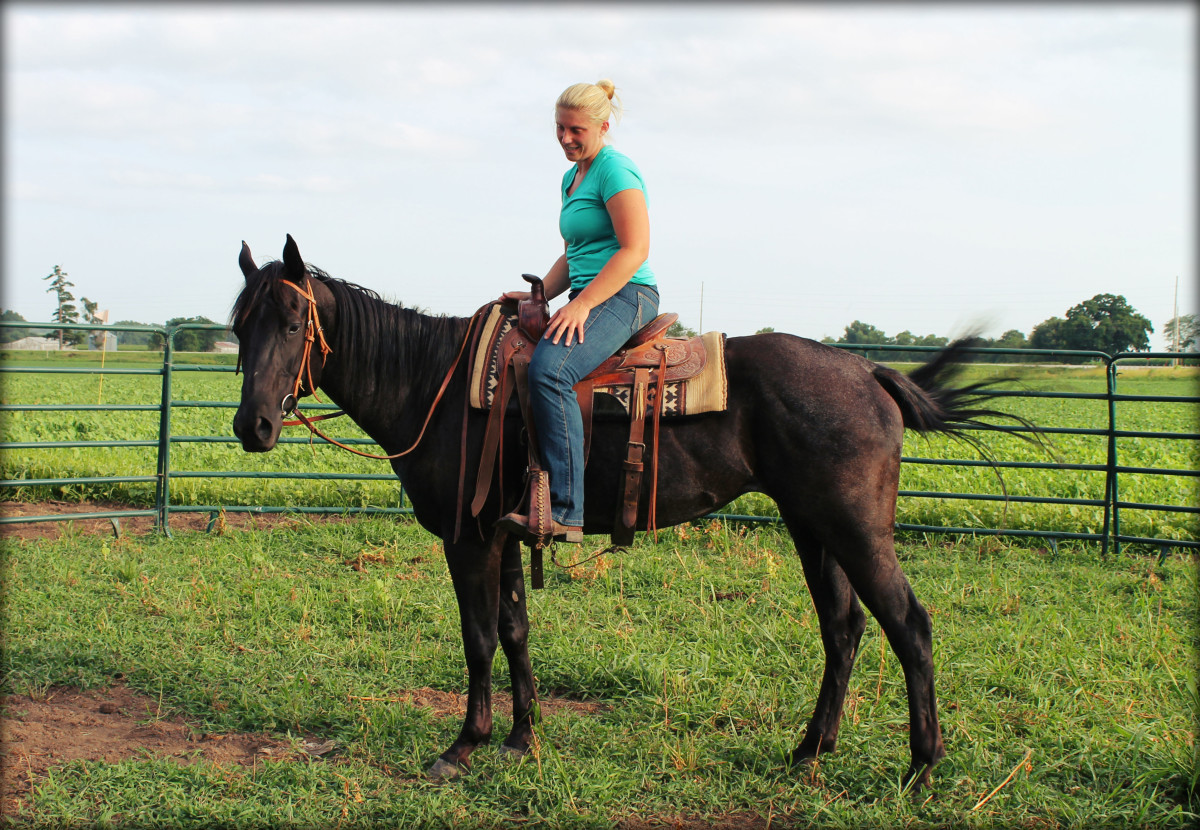 Selling A Horse - Buying A Horse