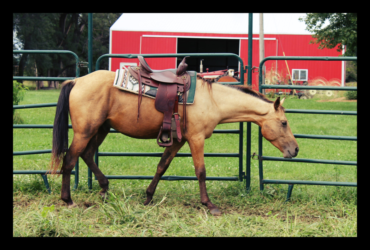 Buckskin Gelding in the Round Pen