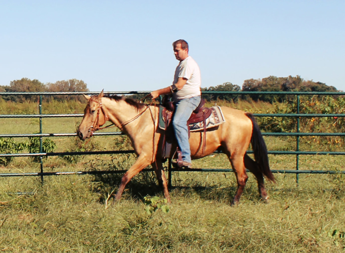 Riding Colts in a Round Pen