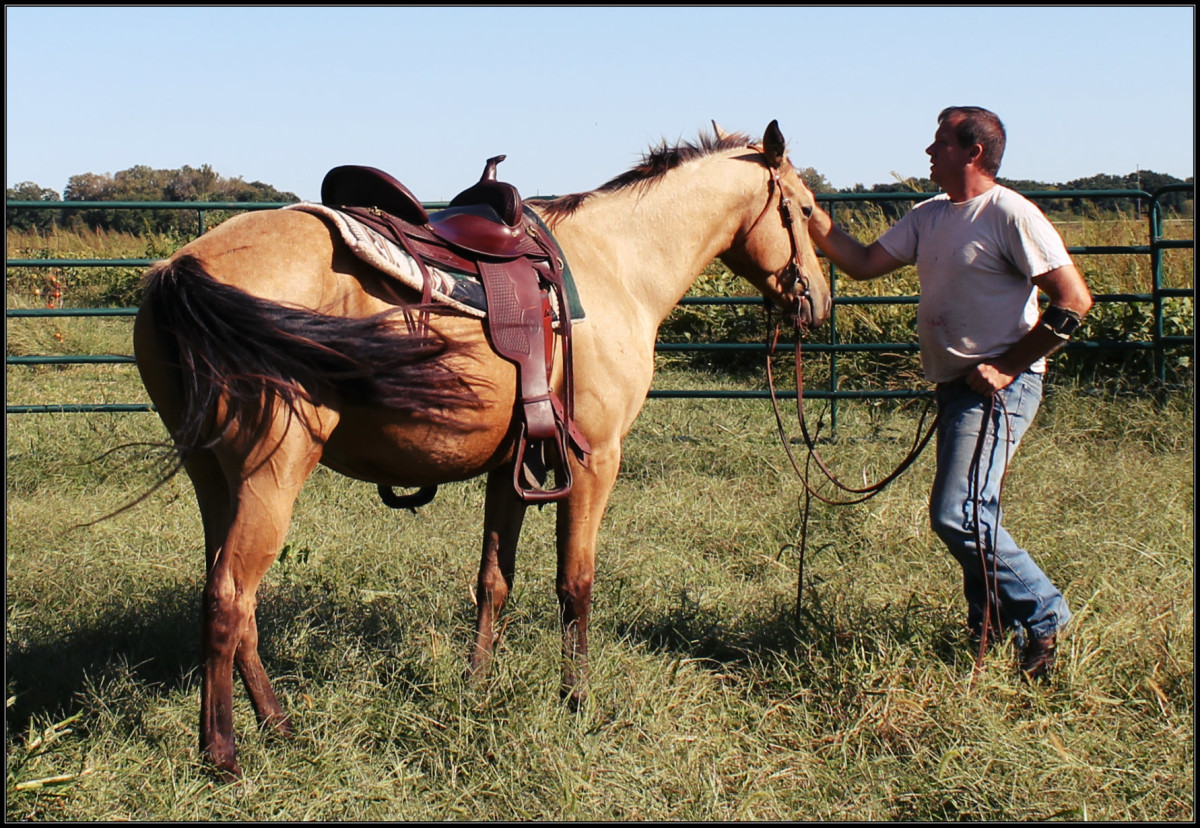 Riding A Greenbroke Horse