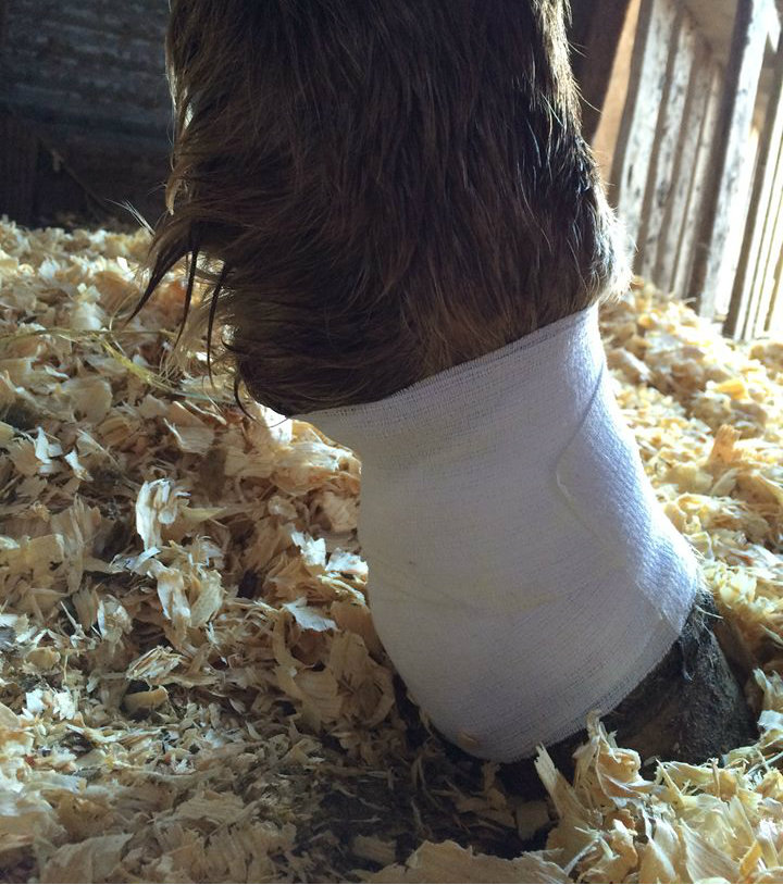 Penny's Bandaged leg February 15th