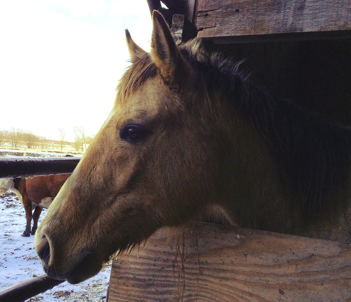 Penny AQHA Quarter Horse Mare