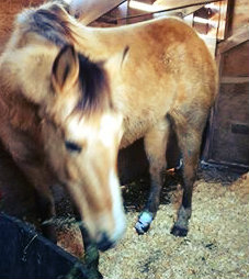 Penny in her Stall