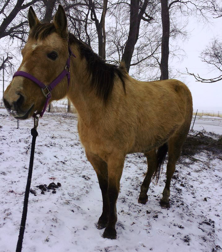 Leg Injuries in Horses