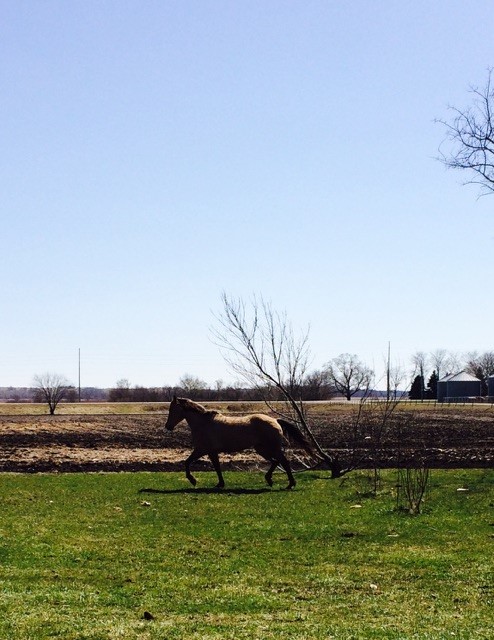 Penny Running at the Farm, March 27