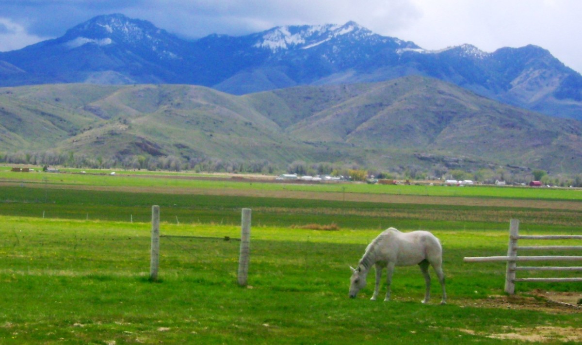 Rudy Grazing 2010