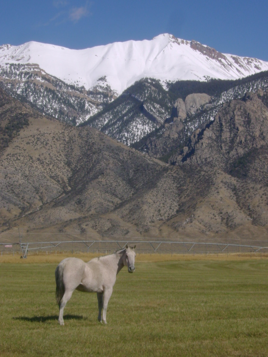 Rudy in the Mountains