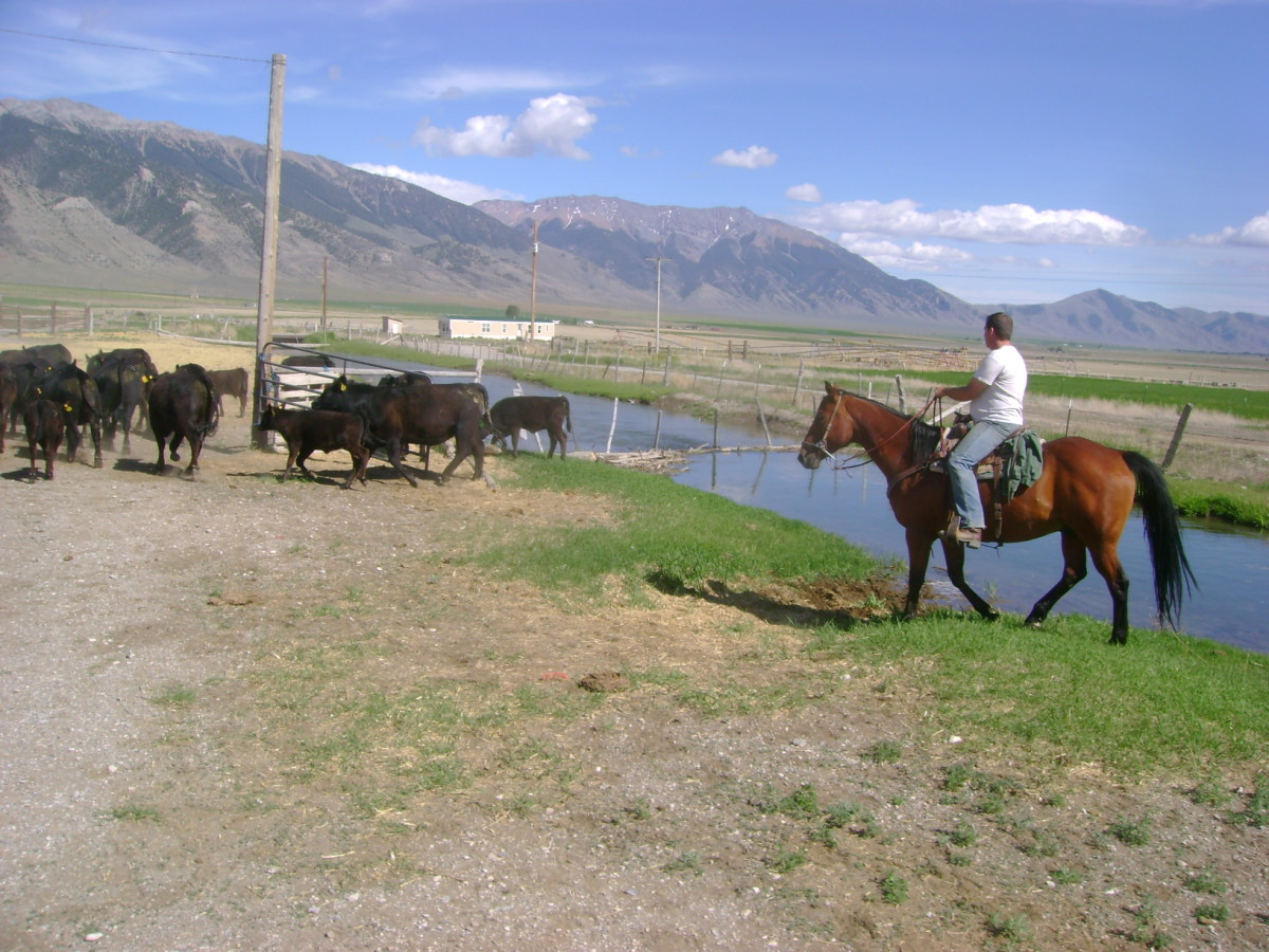 Red with Cowboy Dad, 2013