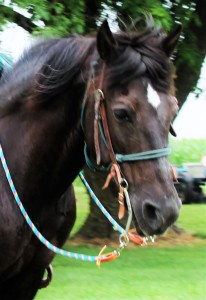 Trixie - Black Pony Mare