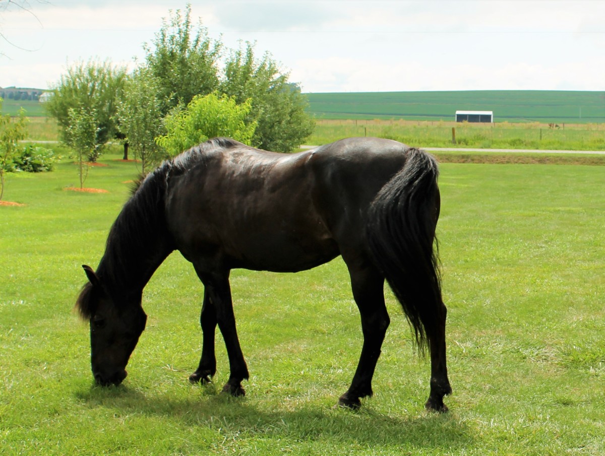 Trixie, Grazing at Farm