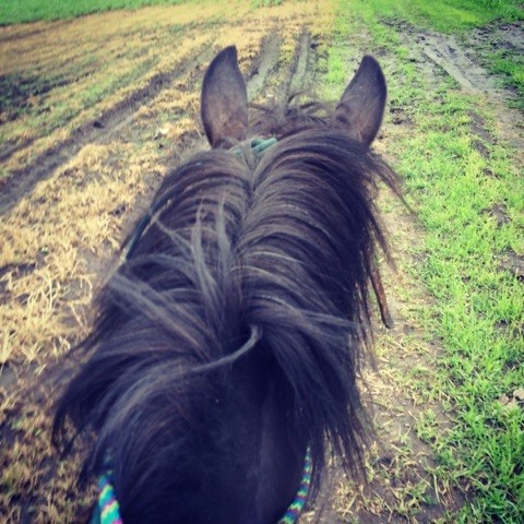 Riding Trixie Through Fields