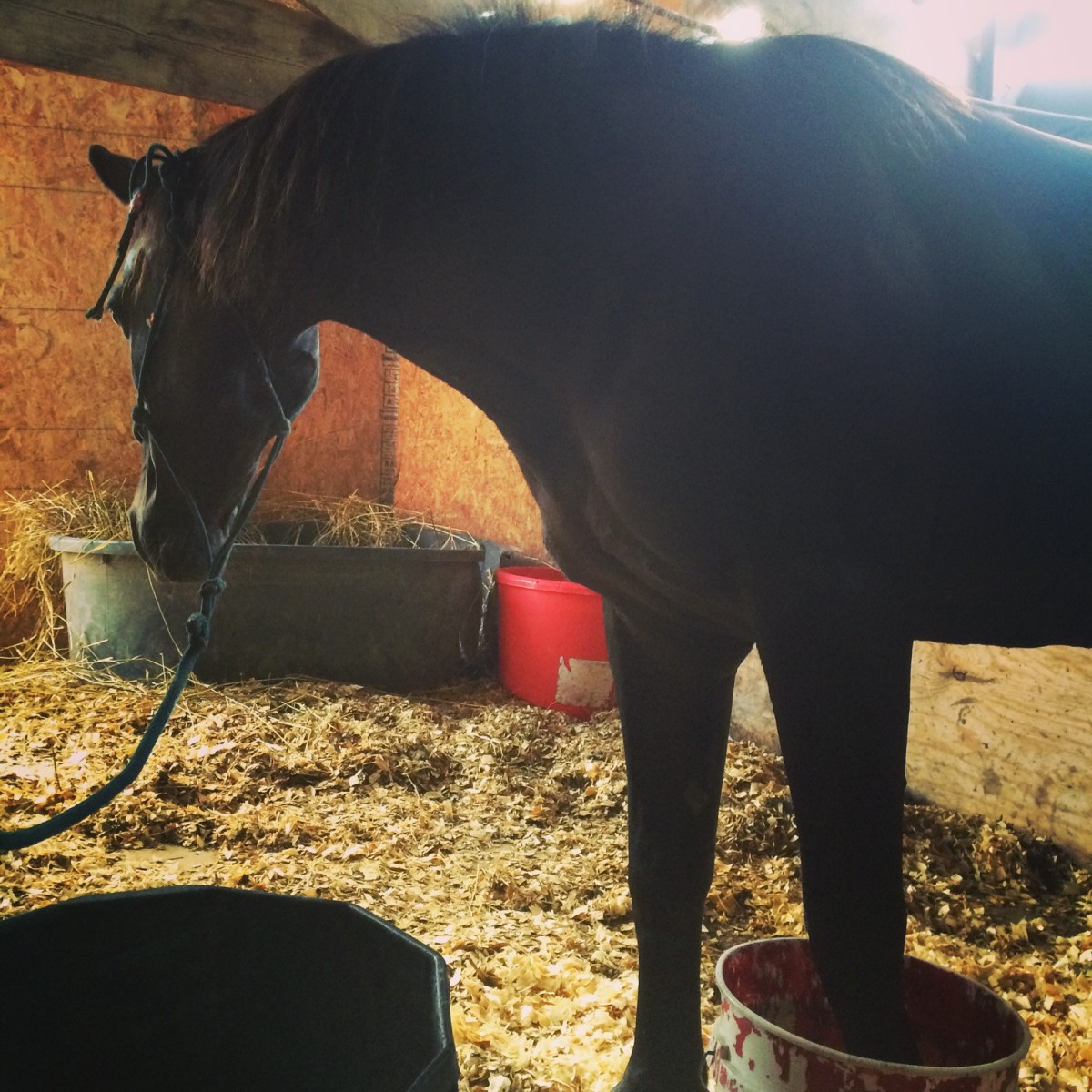 Trixie In Stall