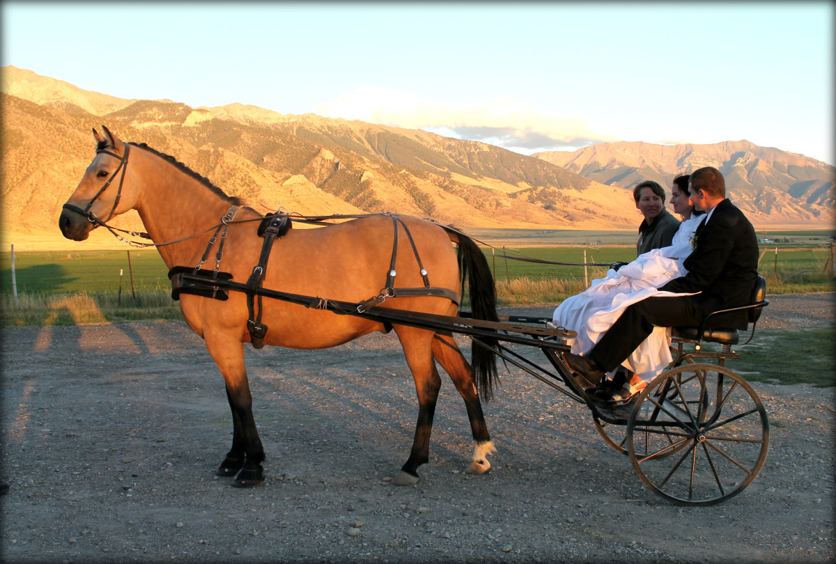 Horsedrawn Cart