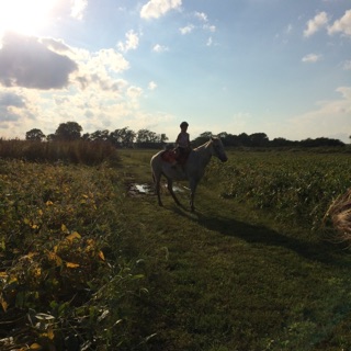 Riding Lessons on Cricket