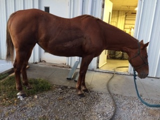 Daisy At The Veterinarians