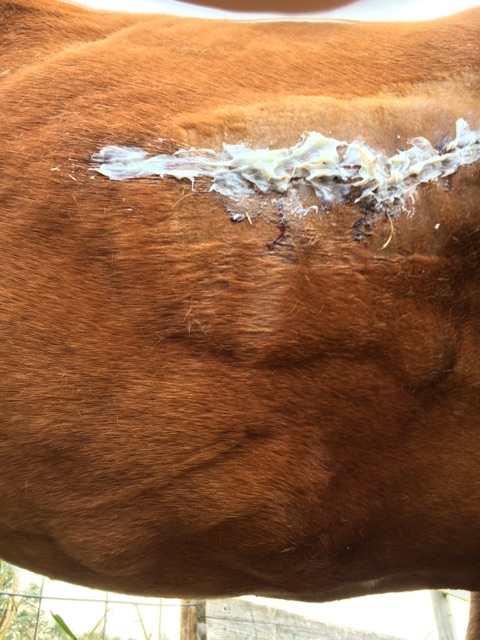 Daisy's Stitches, Day 3