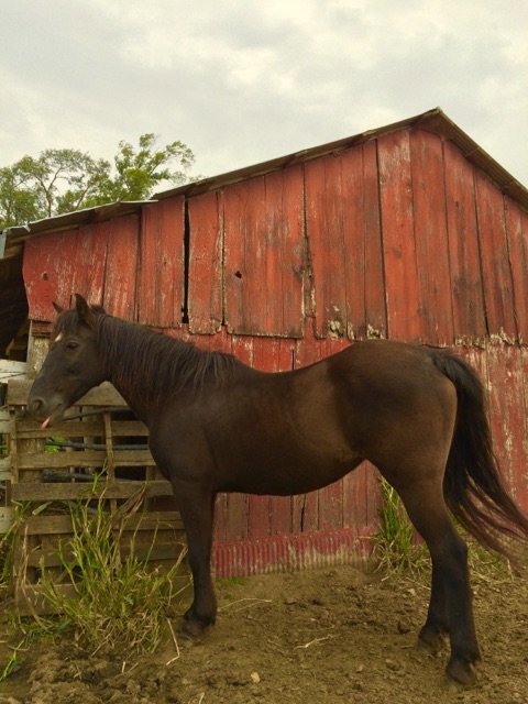 Trixie the Pony