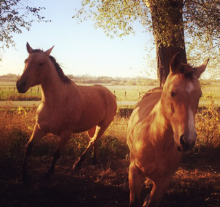 Buckskin Horses Running