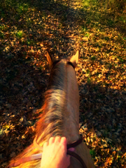 Riding Penny Through Fall Leaves