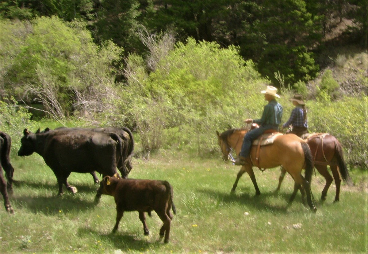 Moving Cattle Up Pass Creek