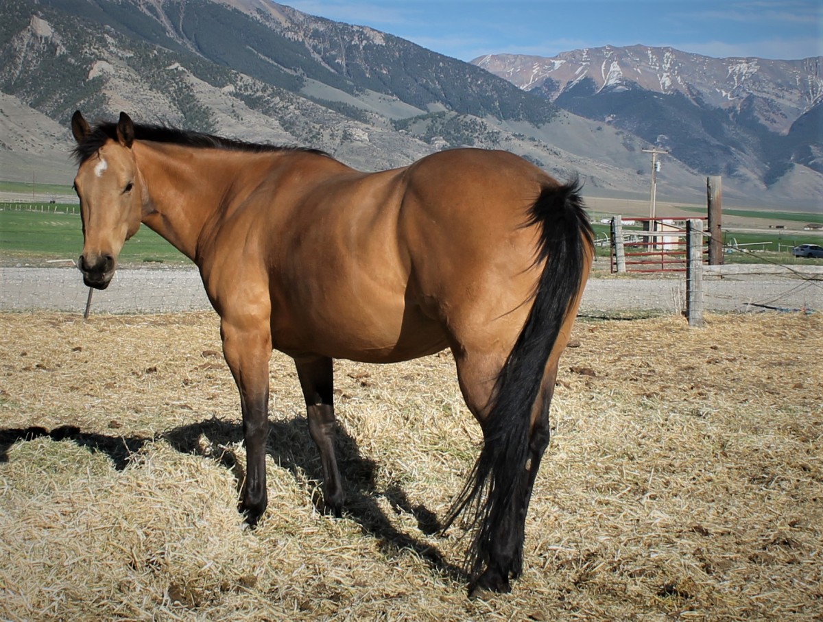 AQHA Buckskin Mare