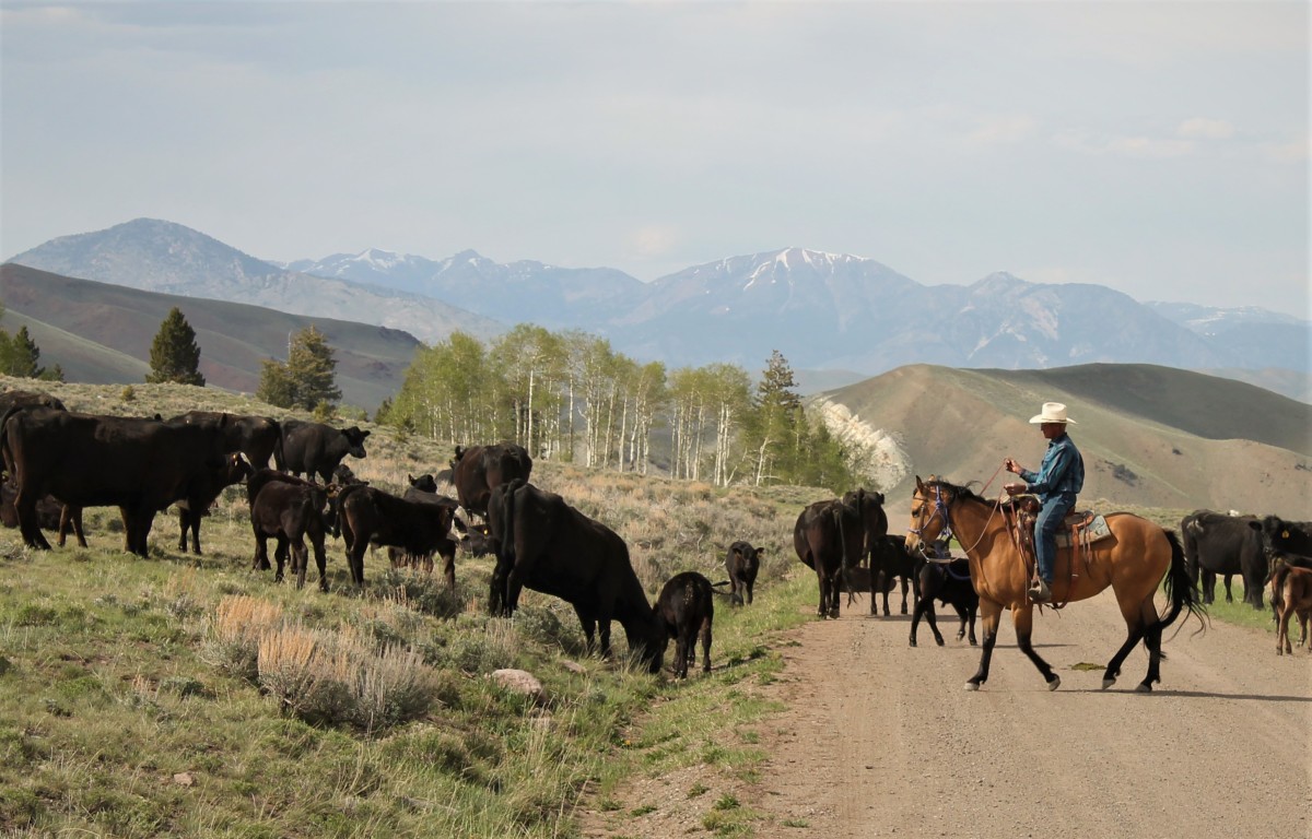 Donegal Cattle Drive