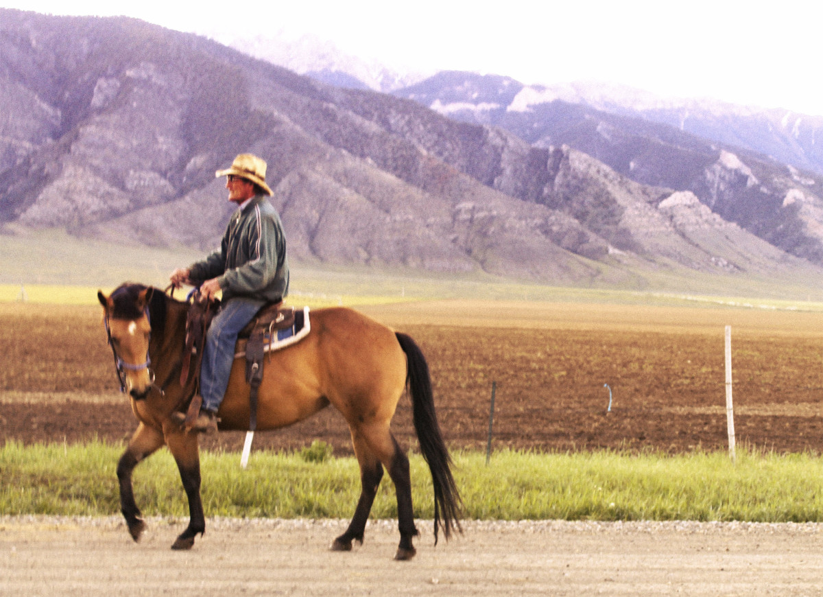 Buckskin Mare for Sale